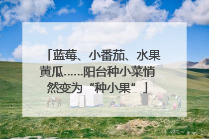 蓝莓、小番茄、水果黄瓜……阳台种小菜悄然变为“种小果”