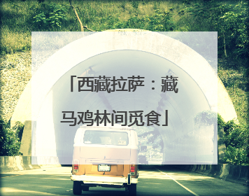 西藏拉萨：藏马鸡林间觅食