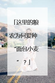 这里的粮农为何爱种“面包小麦”？