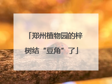 郑州植物园的梓树结“豆角”了