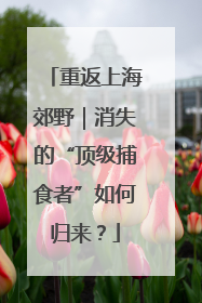 重返上海郊野｜消失的“顶级捕食者”如何归来？