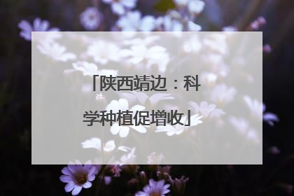 陕西靖边：科学种植促增收