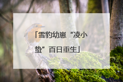 雪豹幼崽“凌小蛰”百日重生