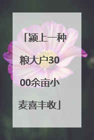 颍上一种粮大户3000余亩小麦喜丰收