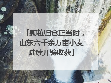 颗粒归仓正当时，山东六千余万亩小麦陆续开镰收获