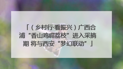 （乡村行·看振兴）广西合浦“香山鸡嘴荔枝”进入采摘期 将与西安“梦幻联动”
