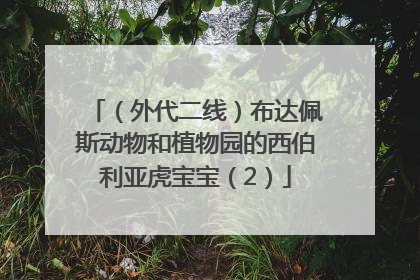 （外代二线）布达佩斯动物和植物园的西伯利亚虎宝宝（2）