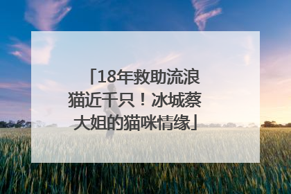 18年救助流浪猫近千只！冰城蔡大姐的猫咪情缘