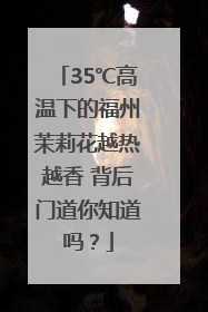 35℃高温下的福州茉莉花越热越香 背后门道你知道吗？